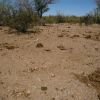 Overgrazed Sonoran Desert