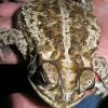 Ollotis mazatlanensis, Mazatlan toad