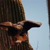 Crested caracara on saguaro