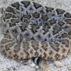 Crotalus atrox, western diamondback rattlesnake