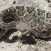 Crotalus atrox, western diamondback rattlesnake