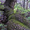 Curled oak trunk