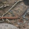 Dipsosaurus dorsalis, desert iguana