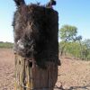 Donkey head stretched over fence post