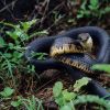 Drymarchon corais, indigo snake