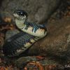 Drymarchon corais, indigo snake