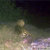 Jaguar on Northern Jaguar Reserve