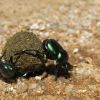 Dung beetles rolling dung ball