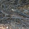 Gambelia wislizenii, long-nosed leopard lizard