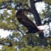 Golden eagle flying