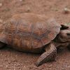Gopherus agassizii, desert tortoise