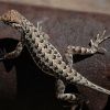 Holbrookia elegans, elegant earless lizard