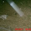 Photo of an Ocelot in the Huachuca Mountains - May 2011