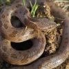 Hypsiglena - unnamed species - Hooded Nightsnake