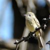 Unknown Impid Flycatcher