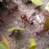 Leafcutter ant