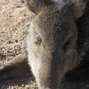 Injured javalina