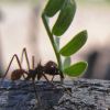 Leaf cutter ants carrying Acacia greggii