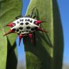 Mangrove spider with red spikes