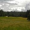 Meadow on Mt. Graham