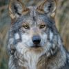Mexican Gray Wolf © Robin Silver