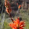 Ocotillo flowers