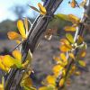 Ocotillo branch with leaves up-close