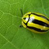 Physonota disjuncta