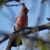 pyrrhuloxia