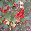 Rhamnus ilicifolia, hollyleaf buckthorn
