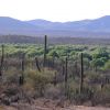 Rio Altar riparian vegetation surrounded by desert, Tubutama, Sonora