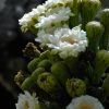 Saguaro flowers and buds
