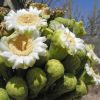 Saguaro flowers and buds
