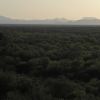 Sonora desert view