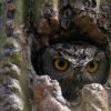 Western screech-owl in saguaro cavity