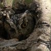 Western screech-owl