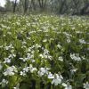 Yerba mansa flowers