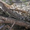Callisaurus draconoides, zebra-tailed lizard