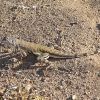 Callisaurus draconoides, zebra-tailed lizard