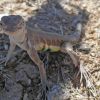 Callisaurus draconoides, zebra-tailed lizard