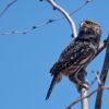 cactus ferruginous pygmy-owl (Glaucidium ridgwayi cactorum) 