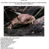 2005 Biological Inventory of the Rio Aros/Yaqui, Sonora cover