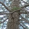 Abies concolor (white fir) trunk/bark