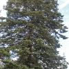Abies concolor (white fir)