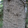 Abies lasiocarpa (corkbark fir) trunk/bark