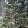 Abies lasiocarpa (corkbark fir)