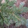 Abies lasiocarpa (corkbark fir) needles