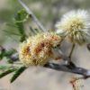 Acacia occidentalis flower