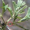 Acacia occidentalis leaf gland