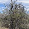Acacia occidentalis